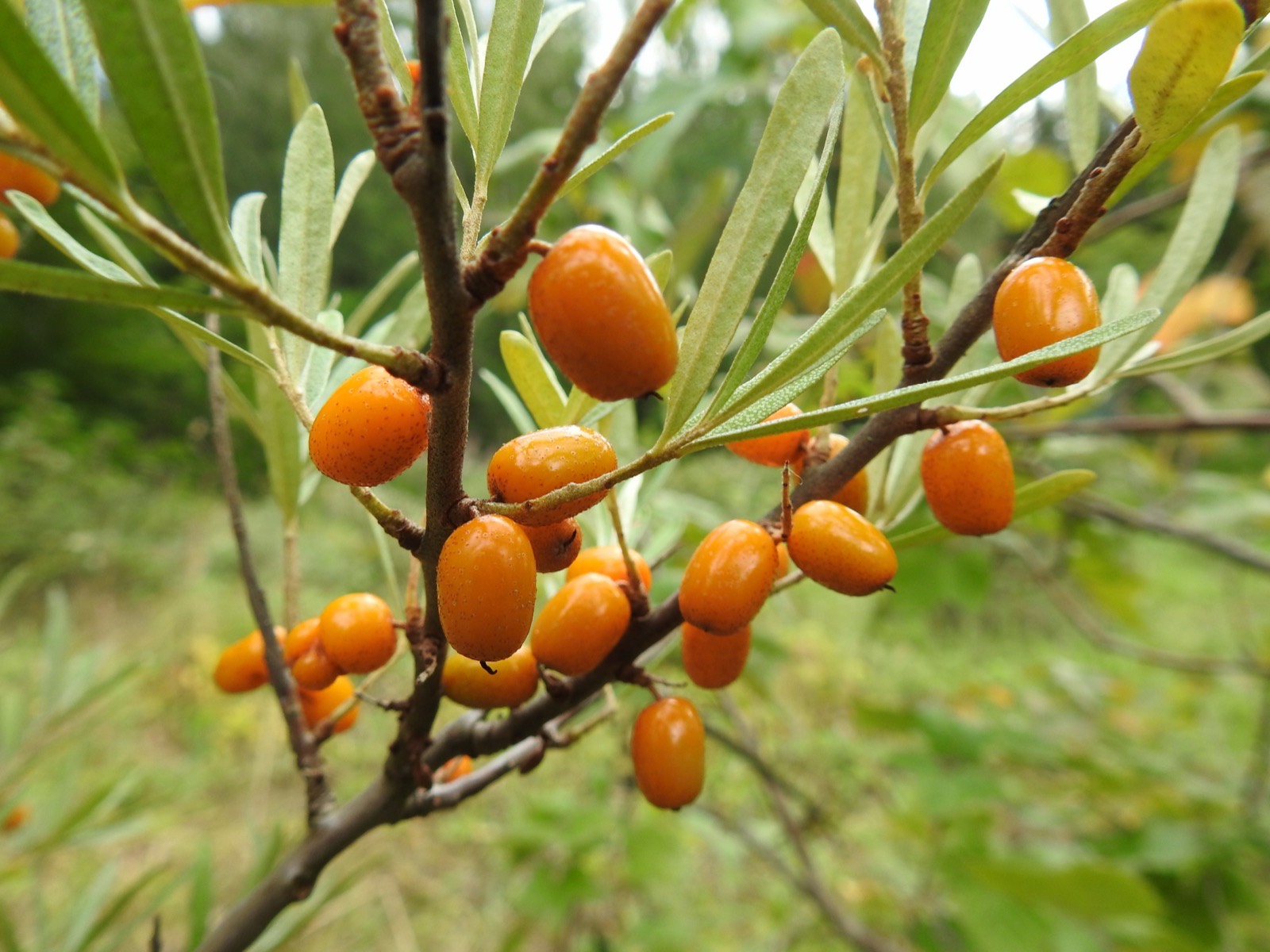 Orange sea buckthorn berries on a branch with narrow silver-grey leaves